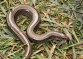 Chalcides chalcides